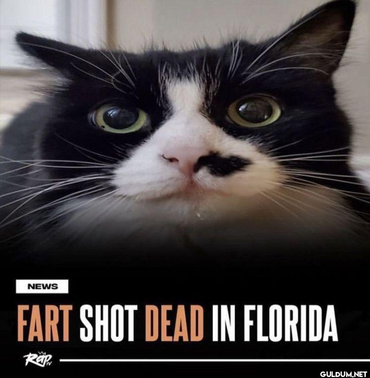 NEWS FART SHOT DEAD IN FLORIDA