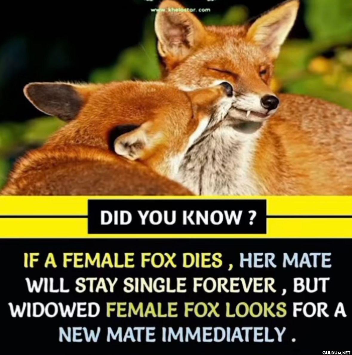 She’s for the forests   ...