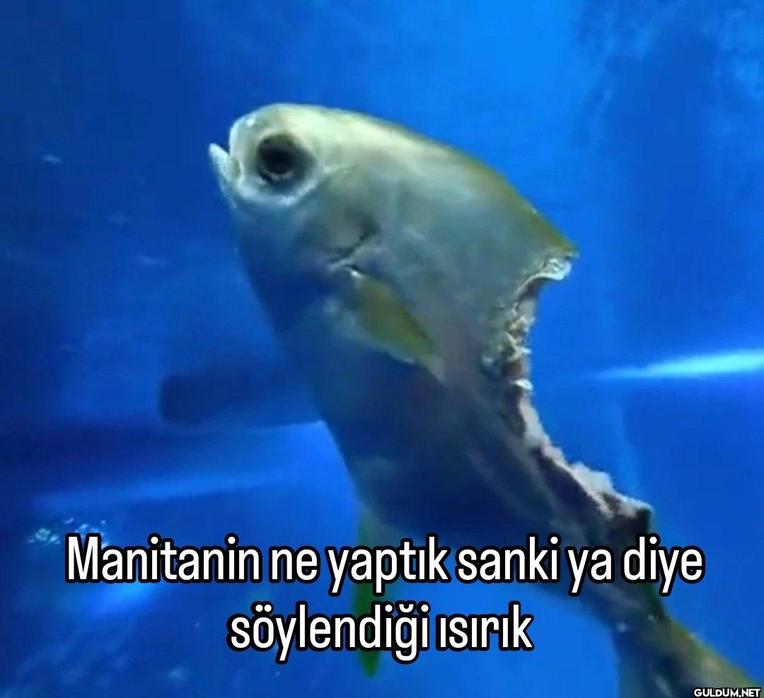 Manitanin ne yaptık sanki...