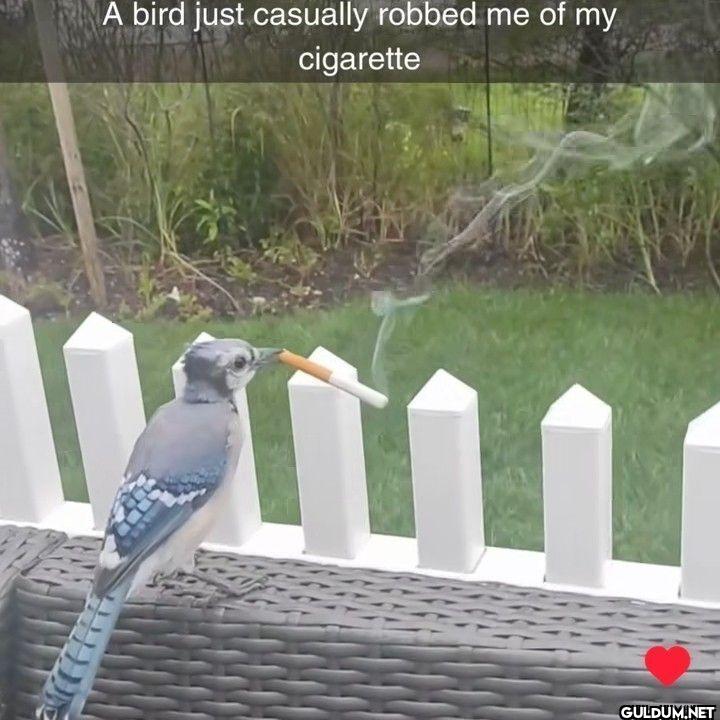 A bird just casually...