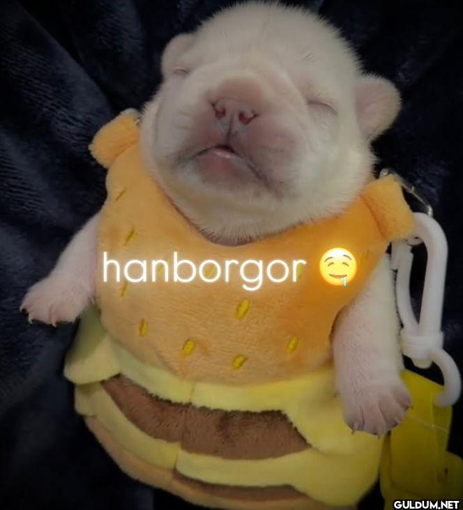 hanborgor