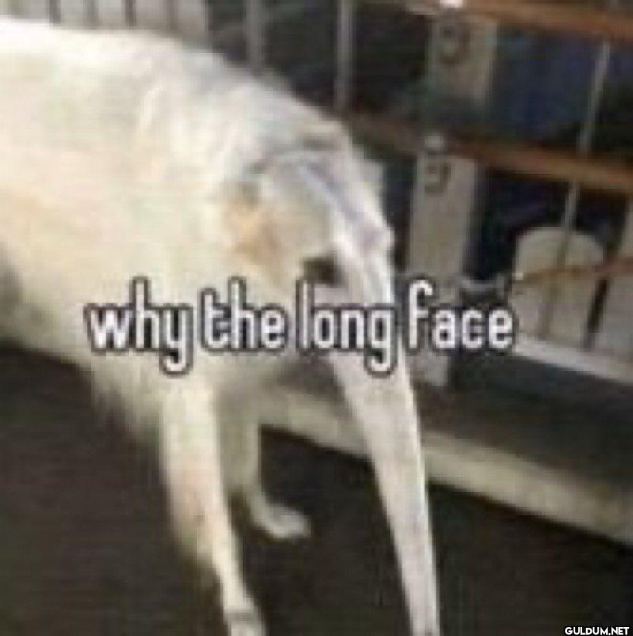 why the long face