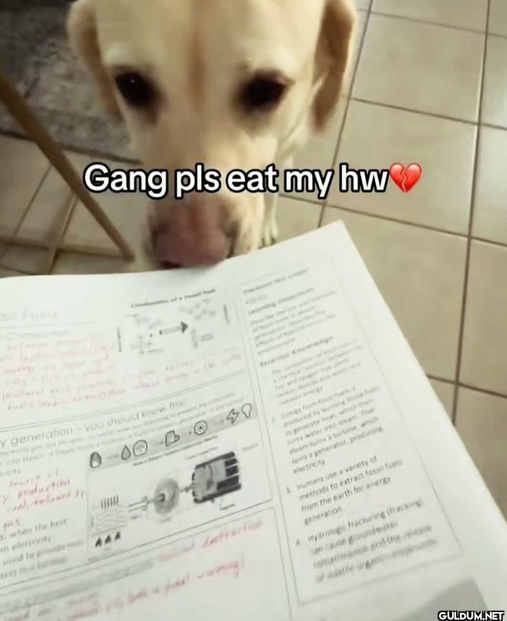 Gang pls eat my hw