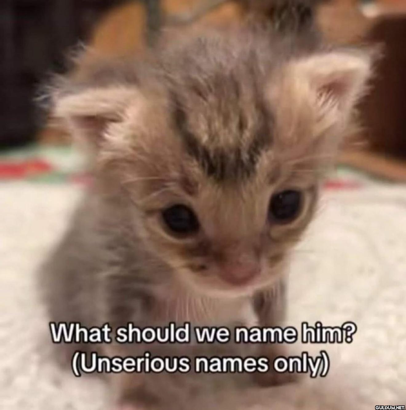 What should we name him?...