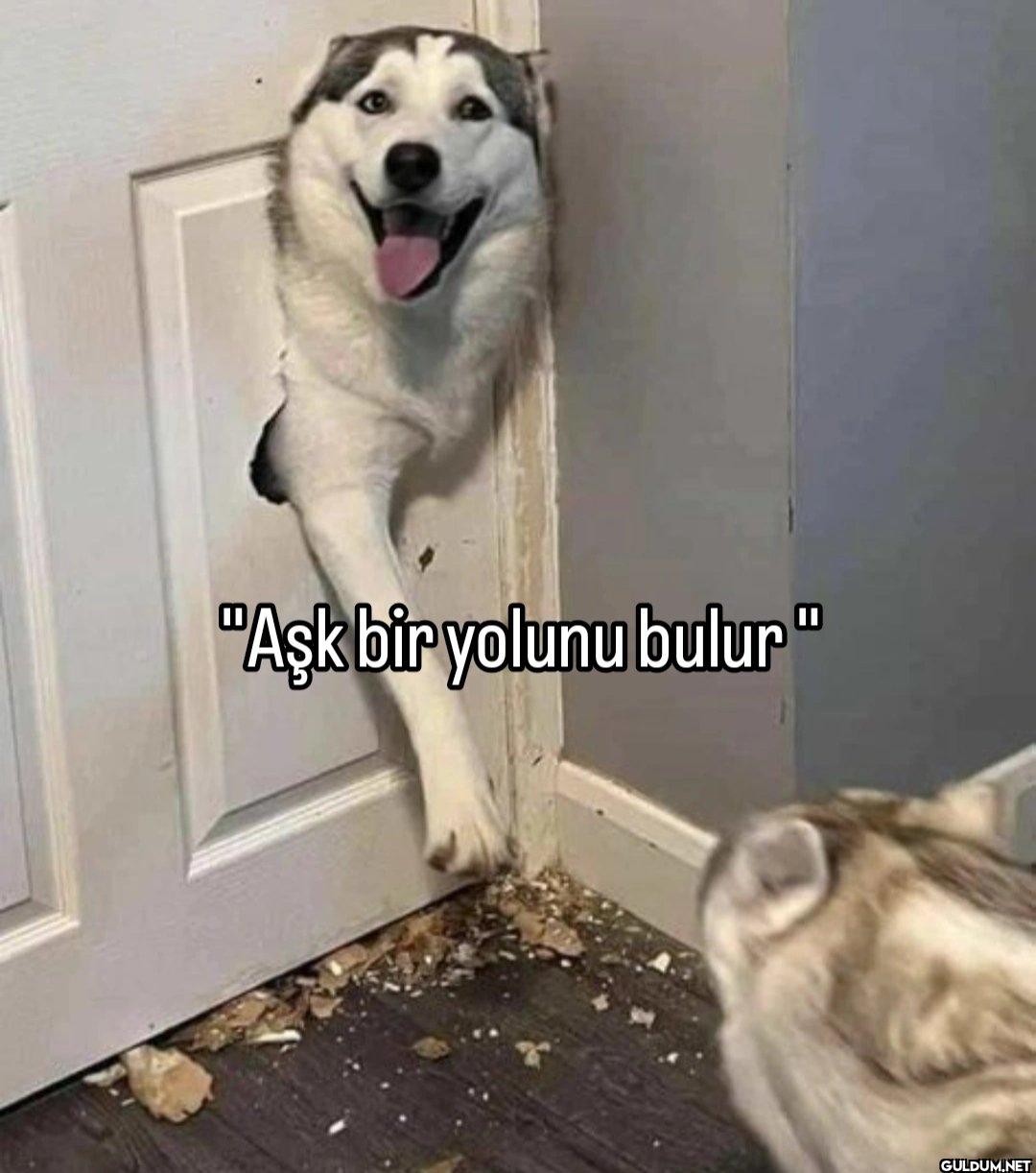 "Aşk bir yolunu bulur"