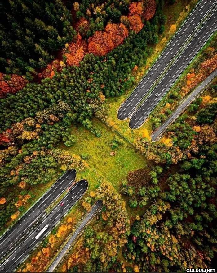6. Netherlands Land Bridge