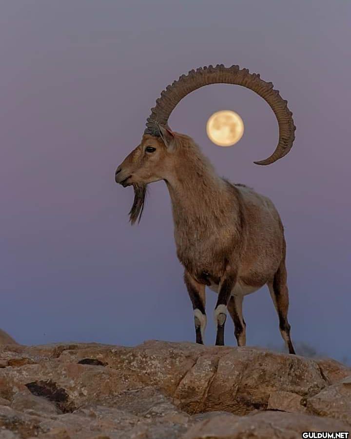 9. Full Moon perfectly...