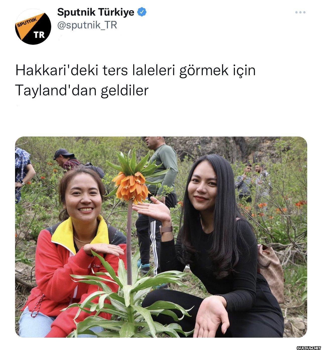 Hakkari'deki ters laleleri...