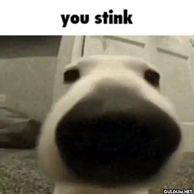 you stink