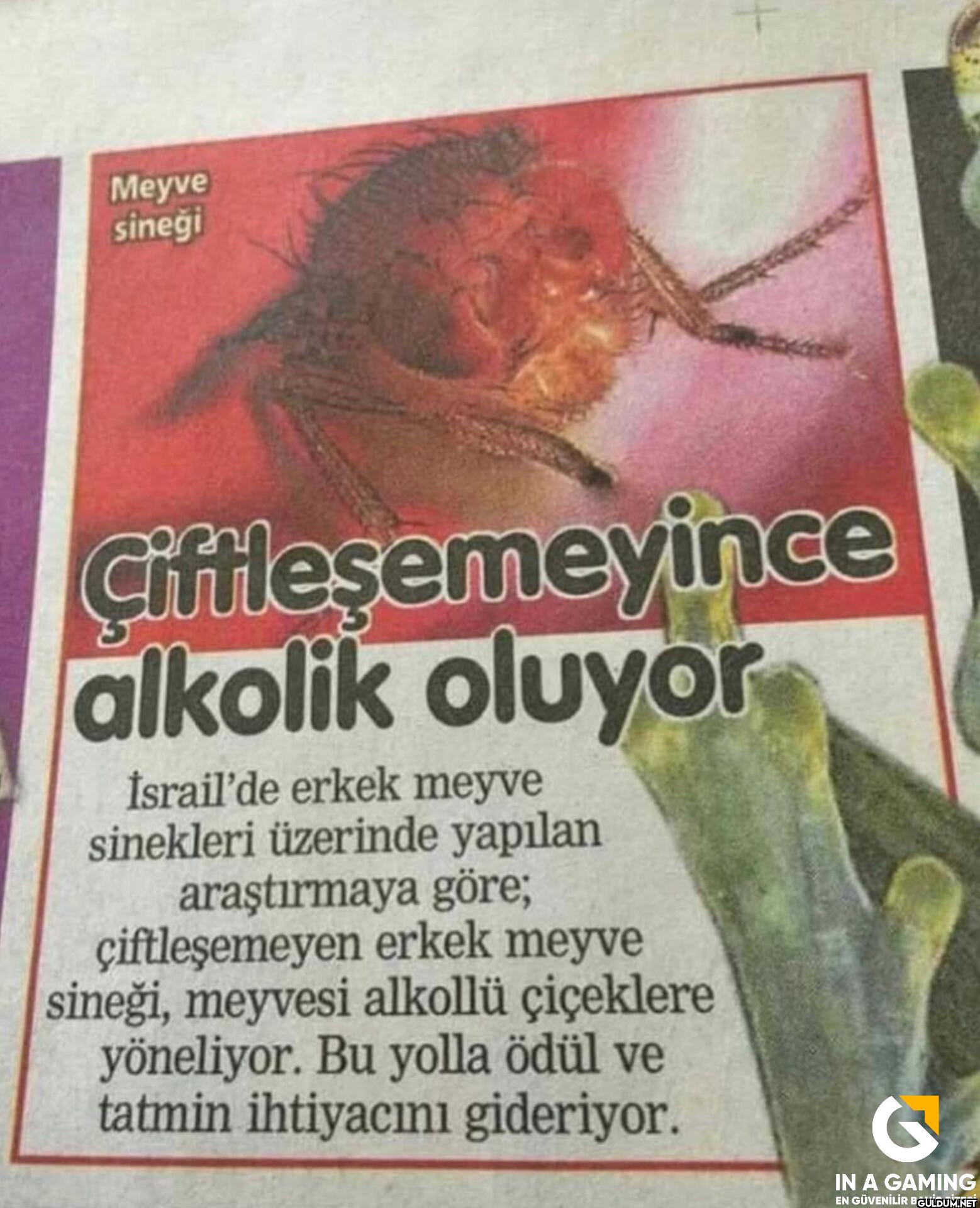 334-) Çiftleşemeyince...