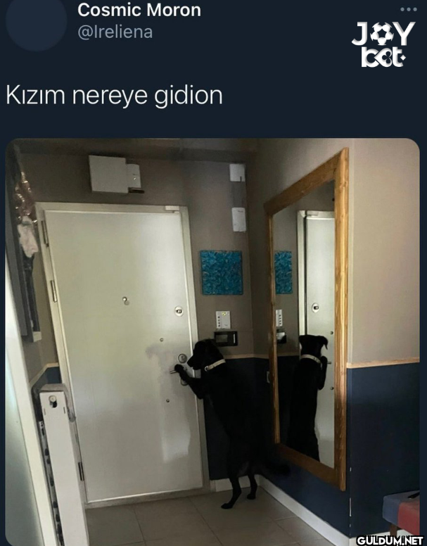 Kızım nereye gidion JOY ket