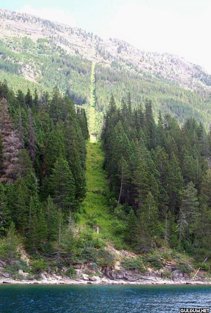 Who clears the brush from...