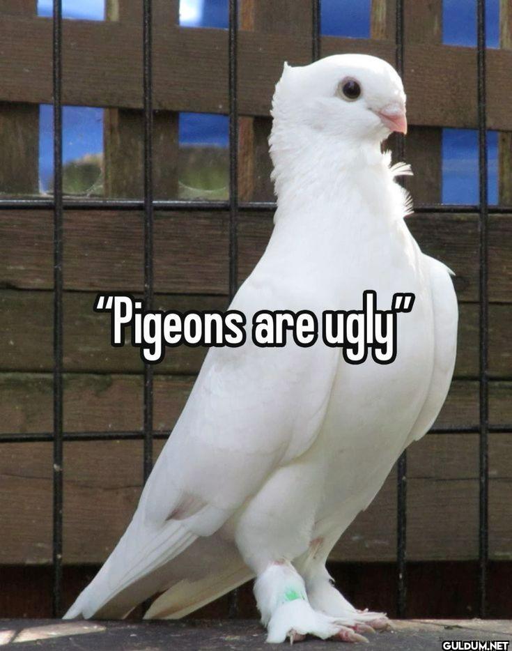 Pigeons are ugly
