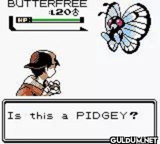 BUTTERFLY 1208 HP Is this a PIDGEY?