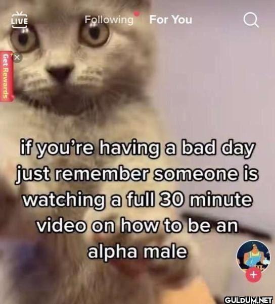 LIVE Following For You a...