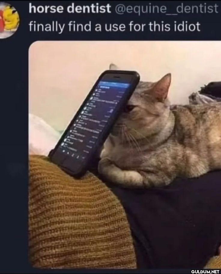 finally find a use for this idiot