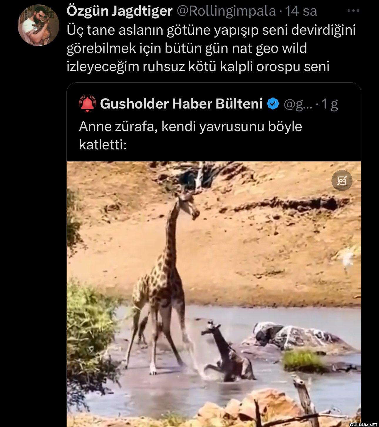 · 14 sa • Üç tane aslanın...