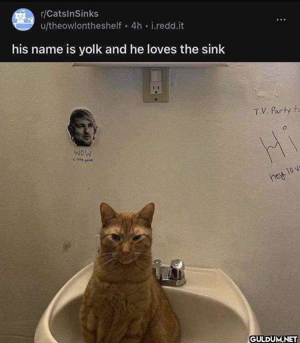r/CatsInSinks...