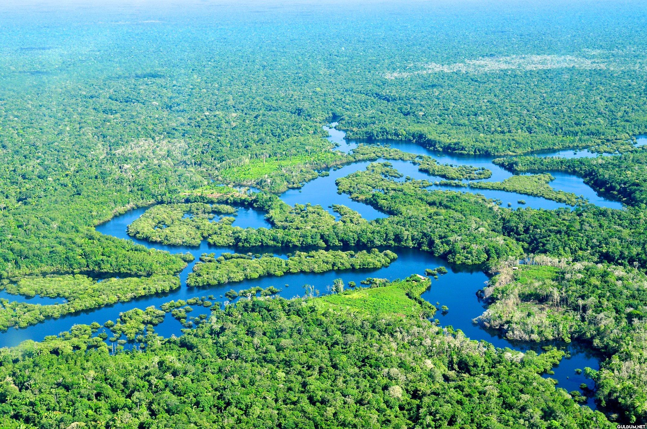 5. The Amazon Rainforest