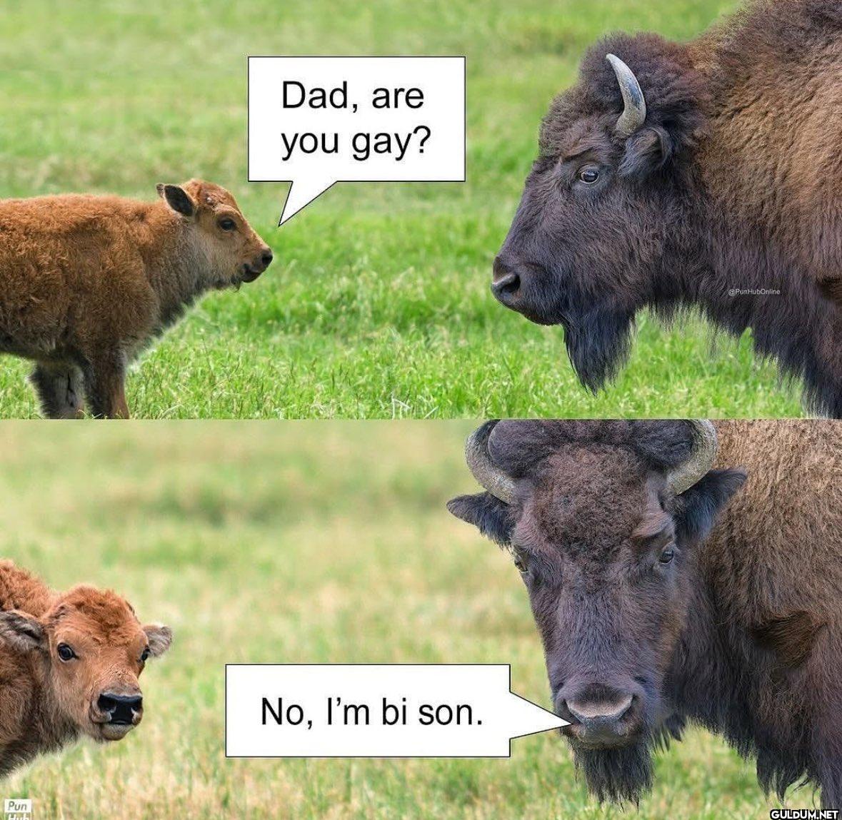Pun Dad, are you gay? No,...