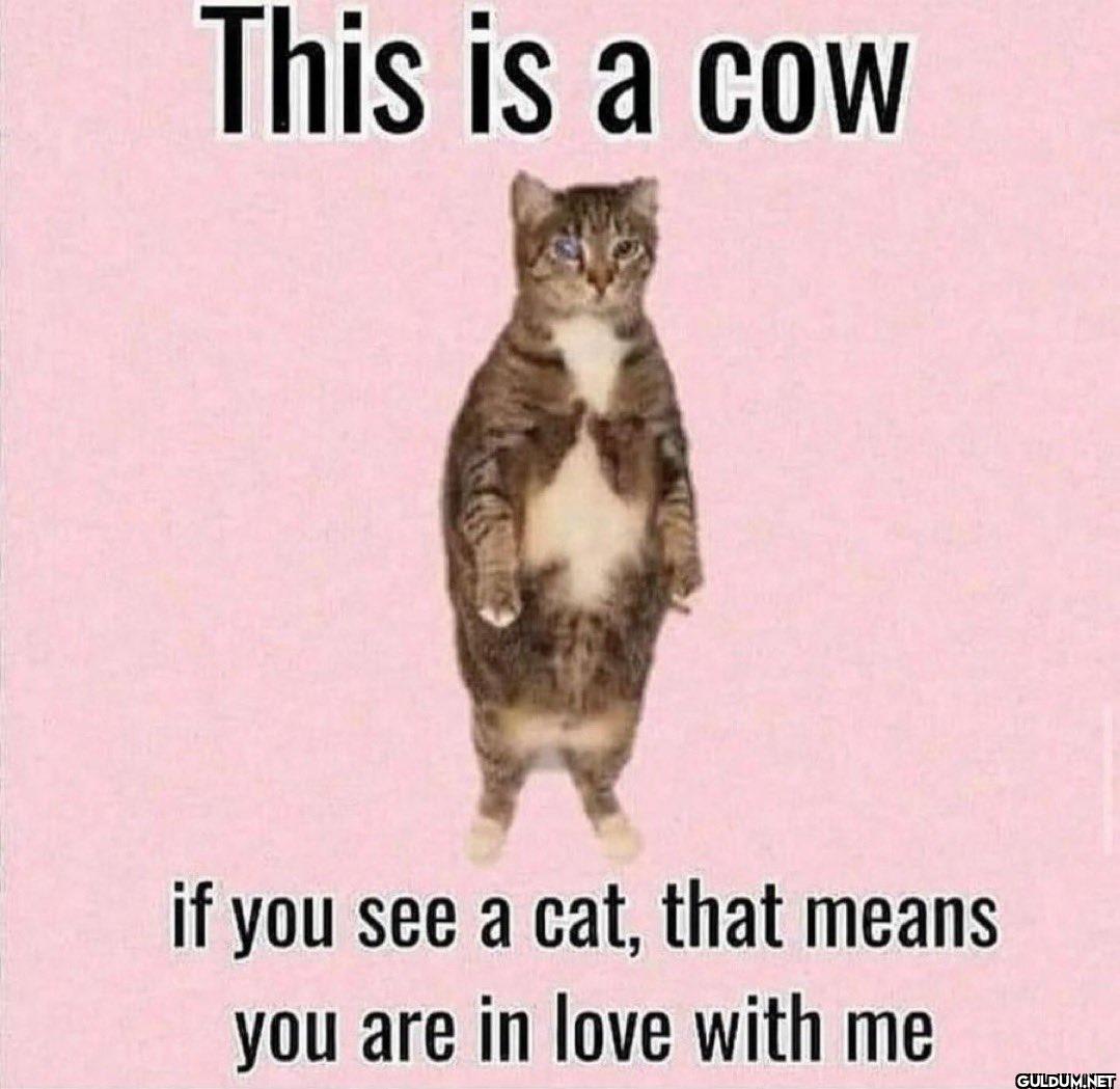 This is a cow if you see a...