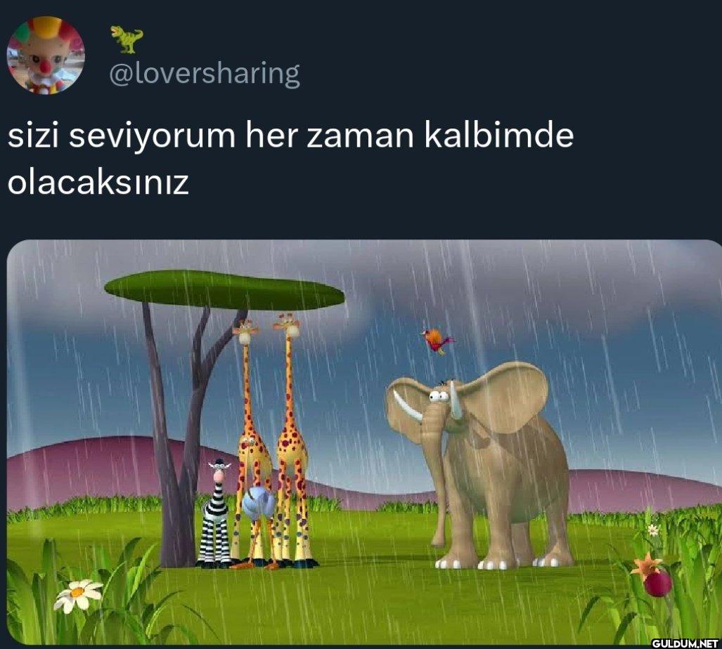 sizi seviyorum her zaman...