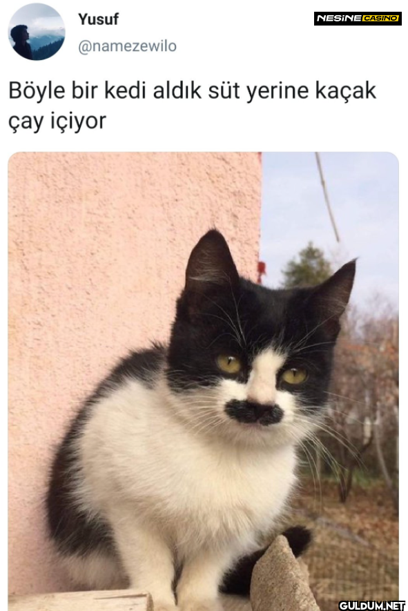 Böyle bir kedi aldık süt...