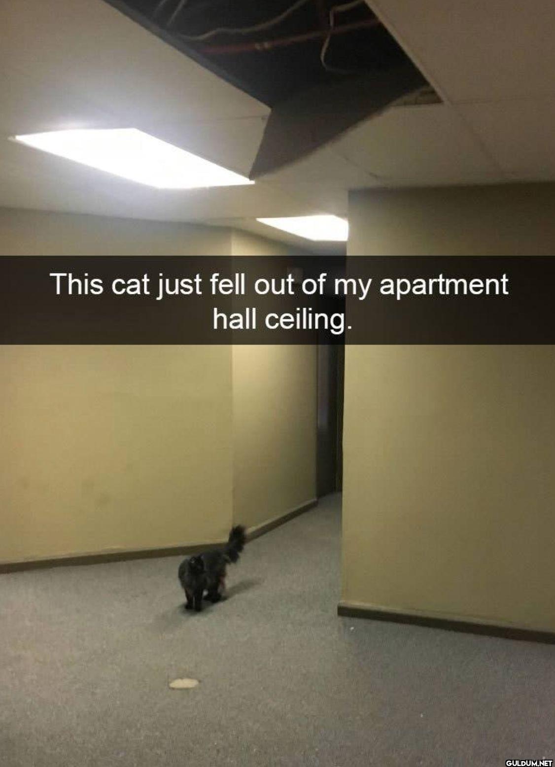 This cat just fell out of...