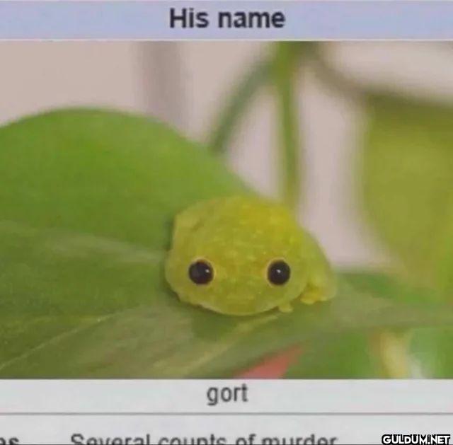 His name gort Several...