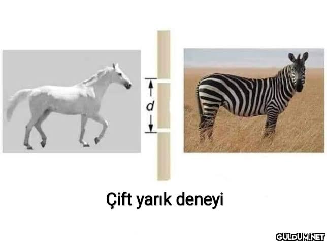 Çift yarık deneyi