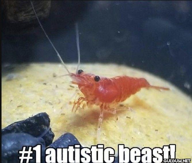 #1 autistic beast!