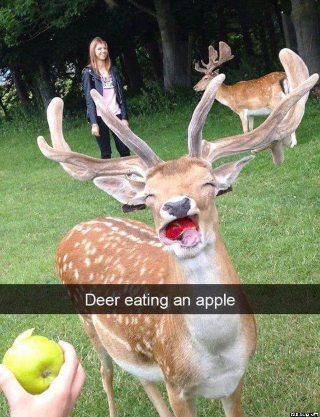 Deer eating an apple