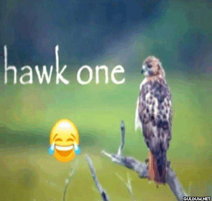 hawk one