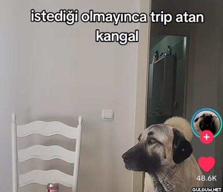 İstediği olmayınca trip...