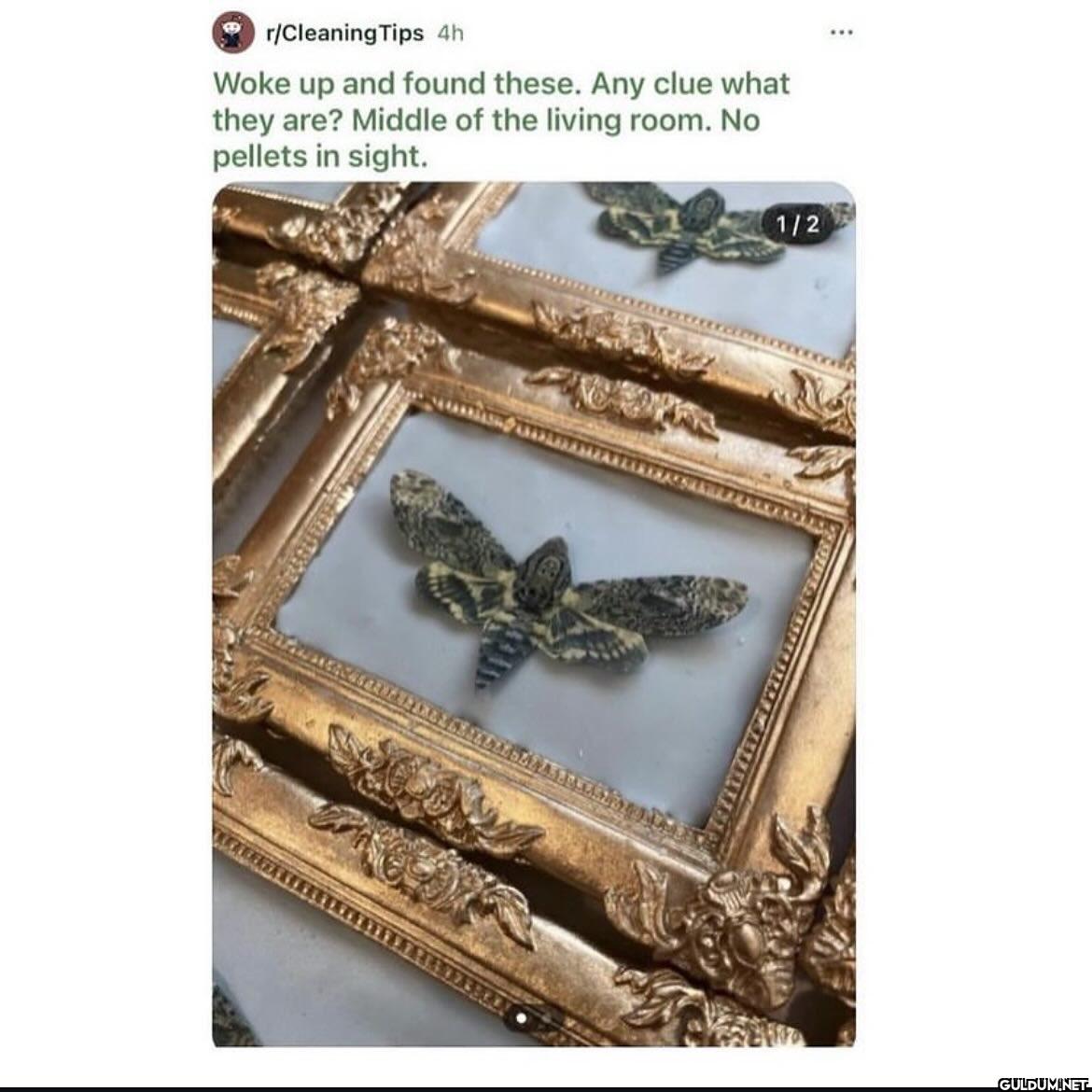 Or/Cleaning Tips 4h Woke...