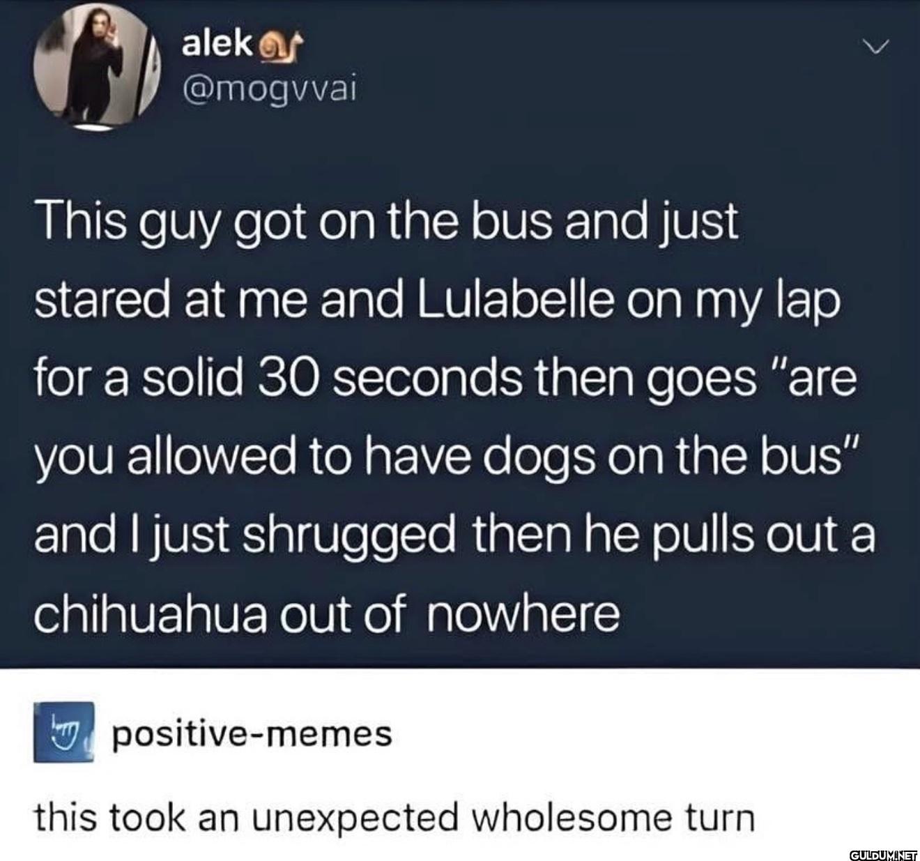 This guy got on the bus...