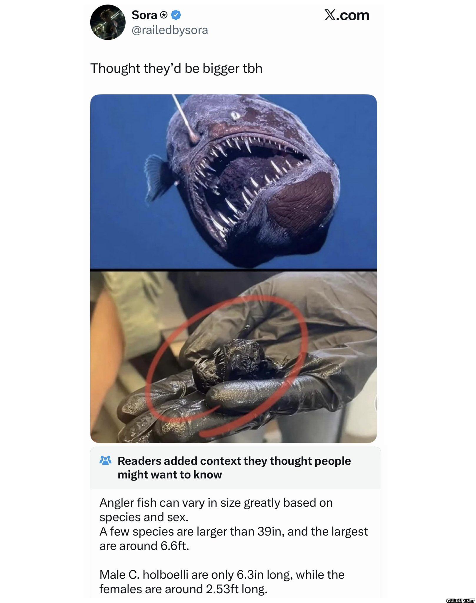 Thought they'd be bigger...