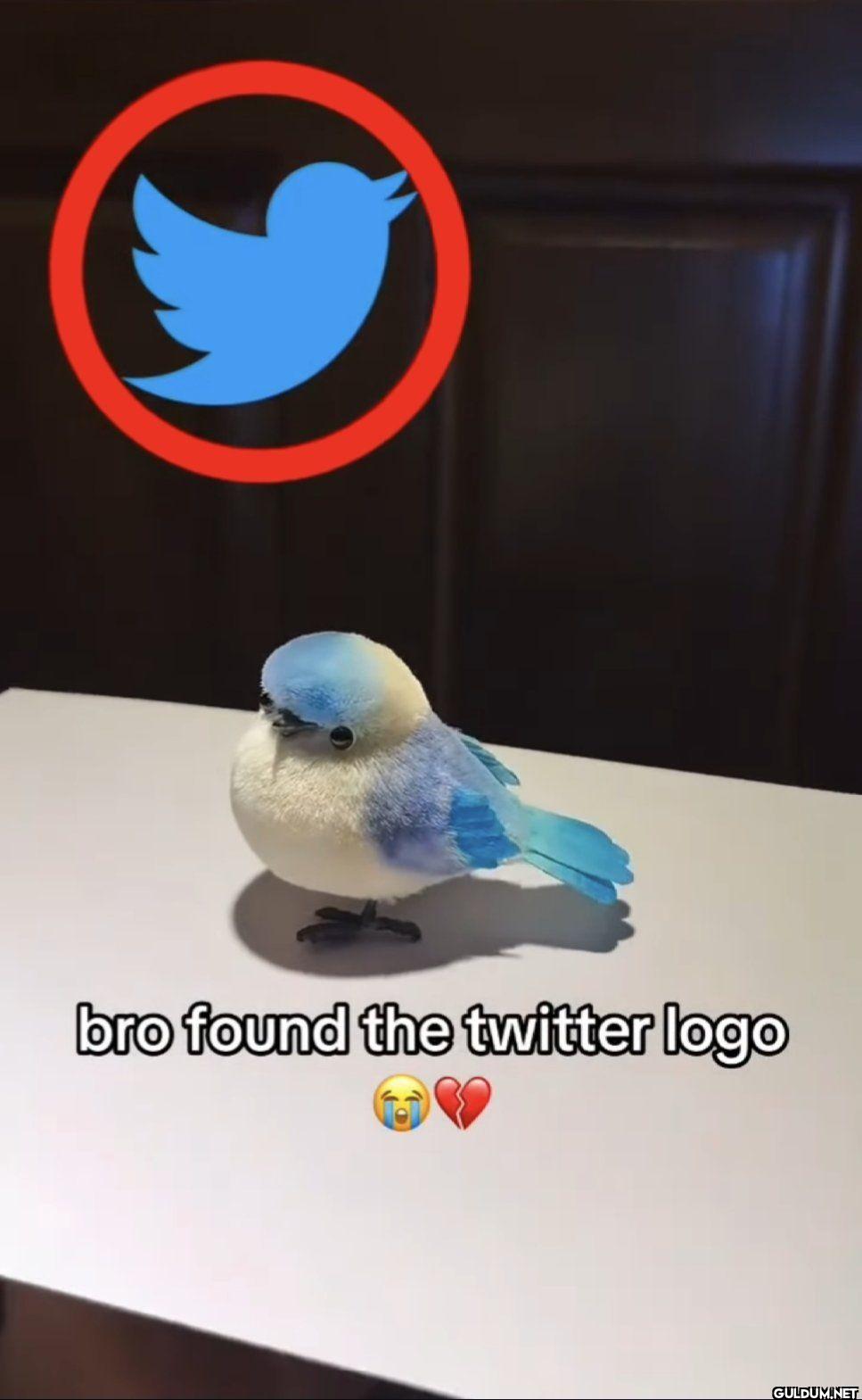 bro found the twitter logo