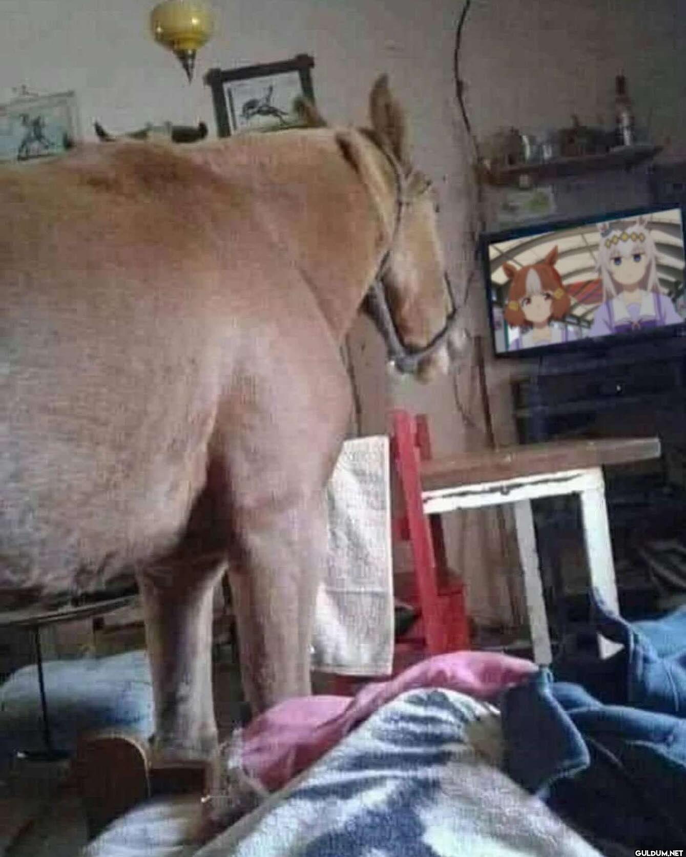 Konuşmacı bir köpek...