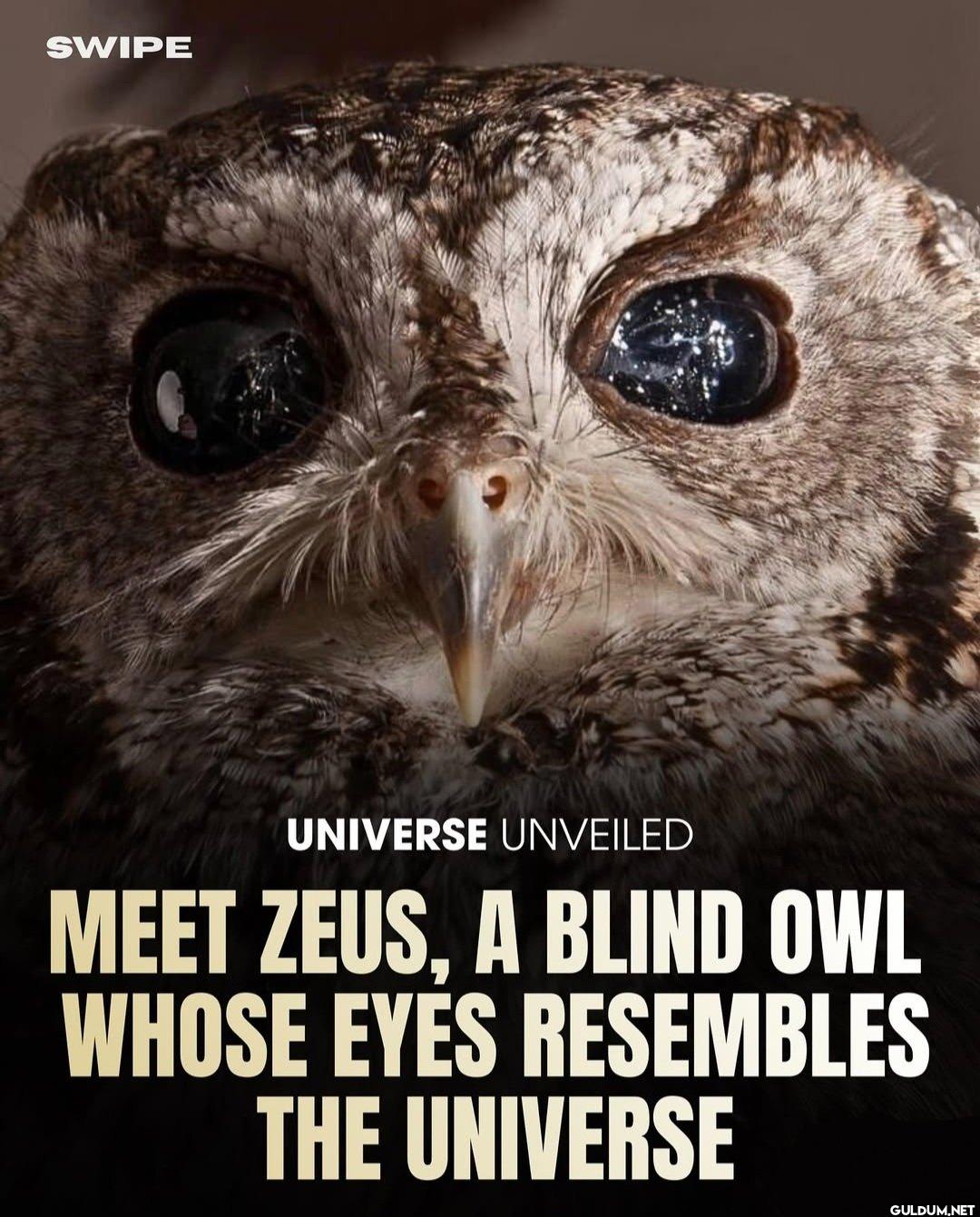 Bro is majestic.    SWIPE...
