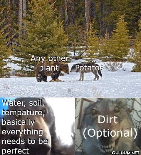 Any other plant Potatos...