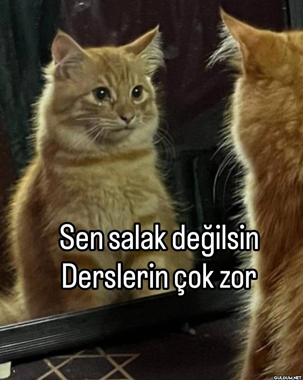 Sen salak değilsin...