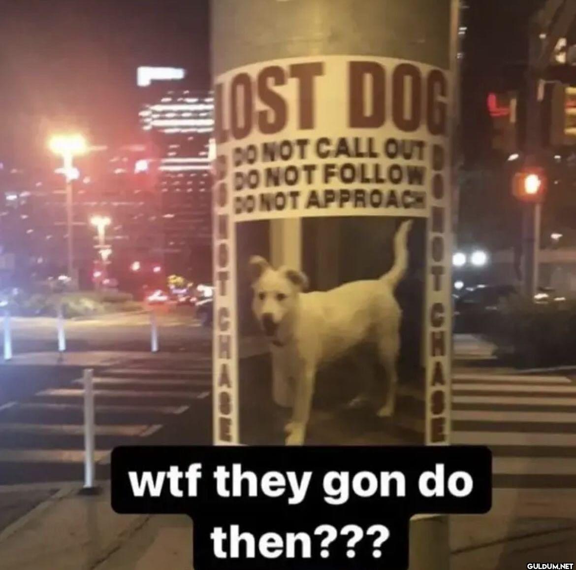 LOST DOG DO NOT CALL OUT...