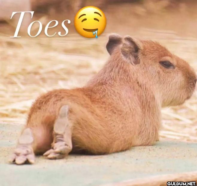 Toes