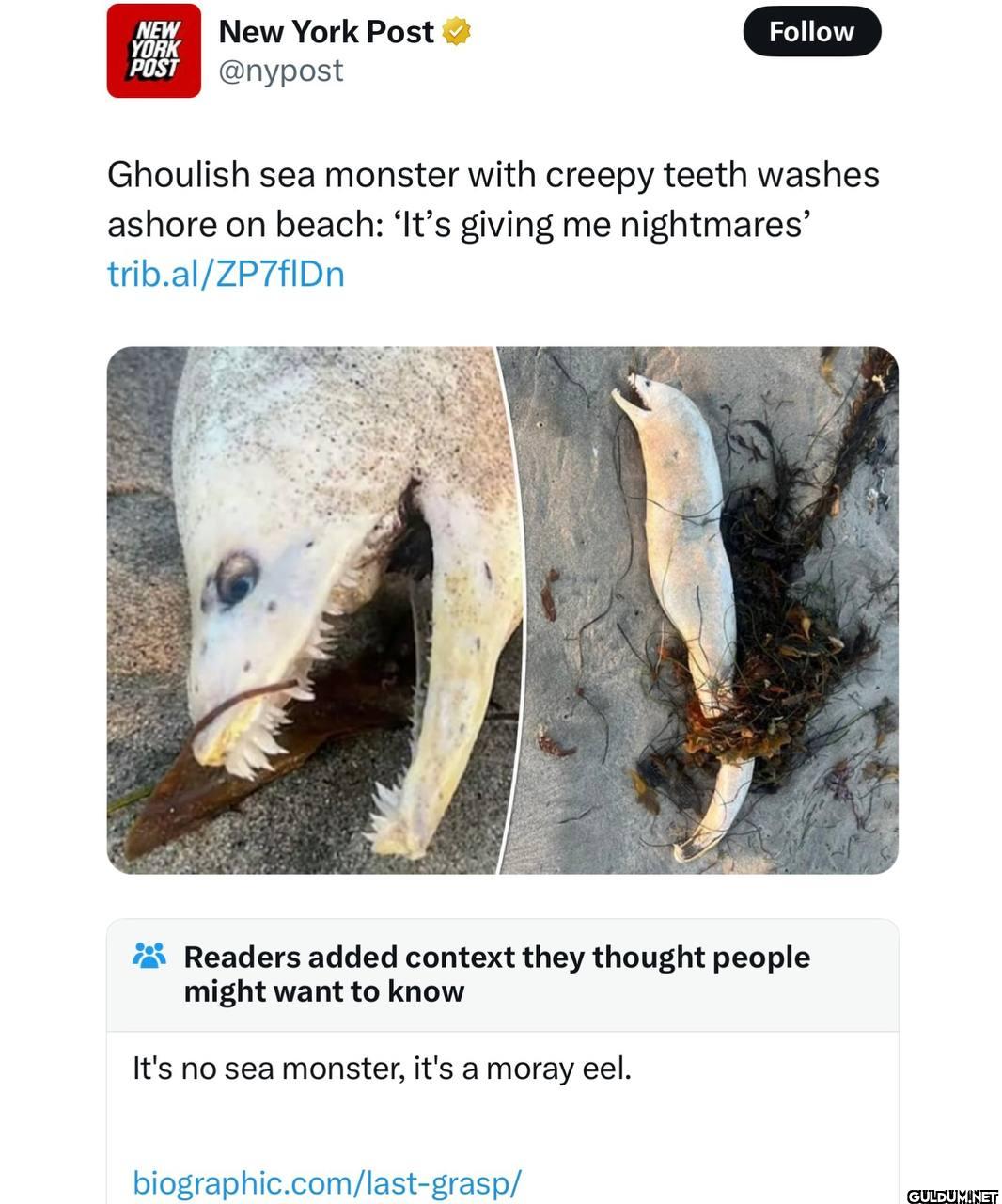 What a monster...    NEW...