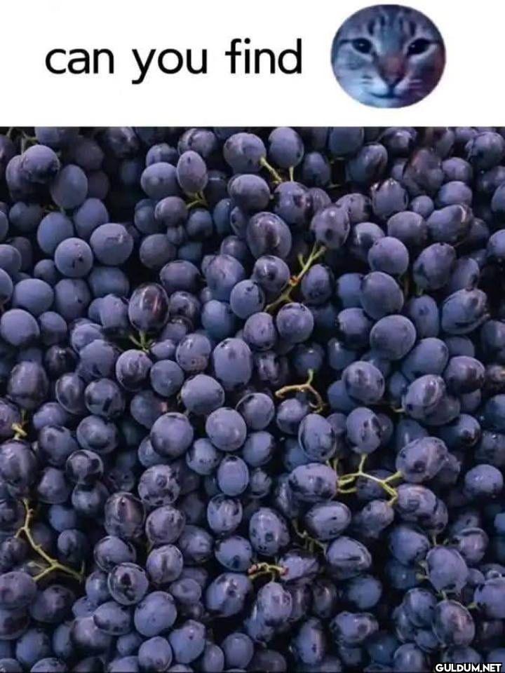 can you find
