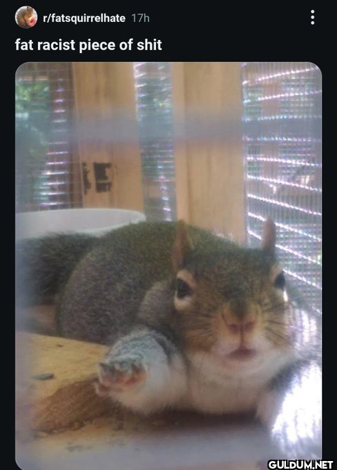 r/fatsquirrelhate 17h fat...
