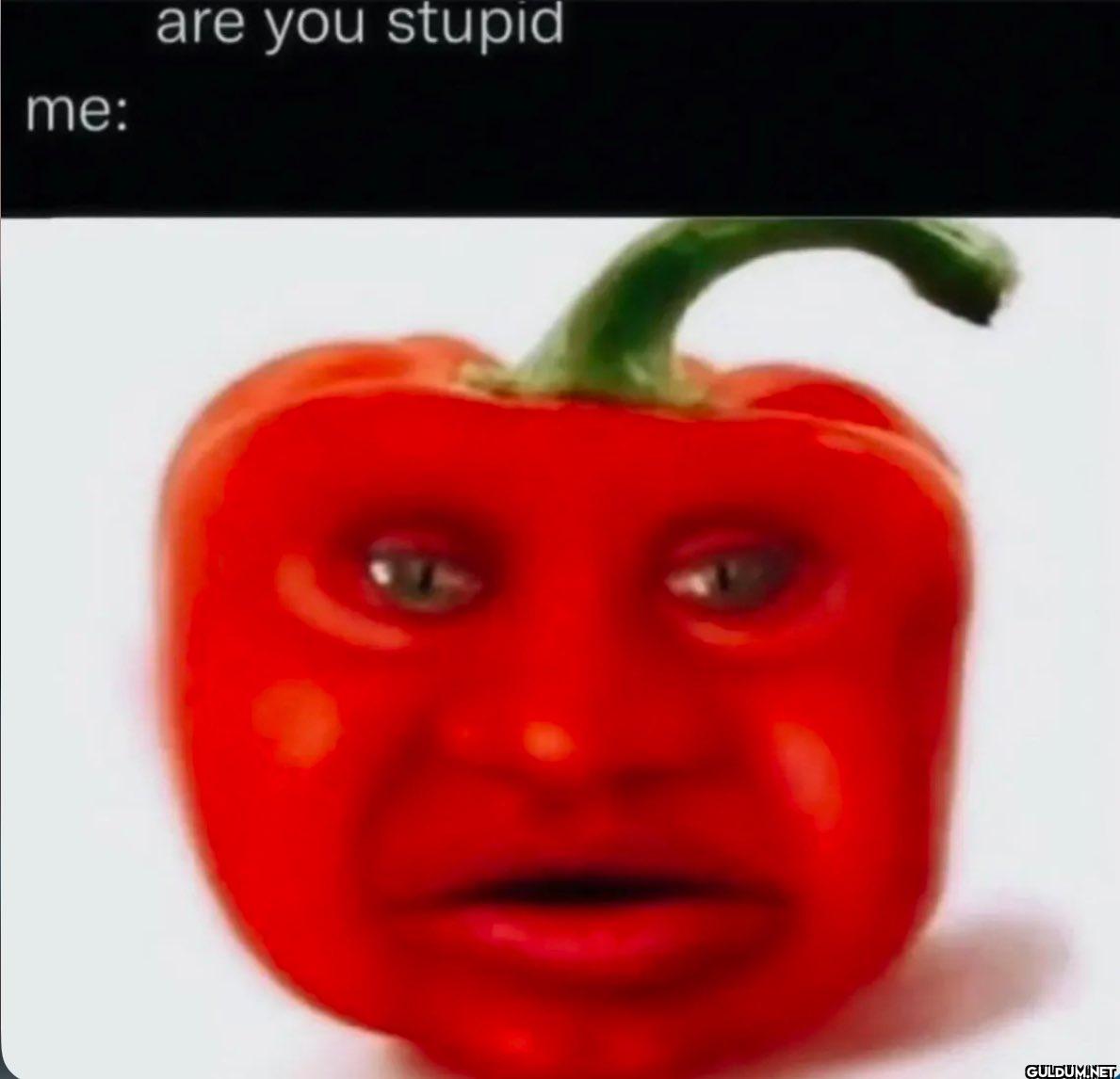 me: are you stupid