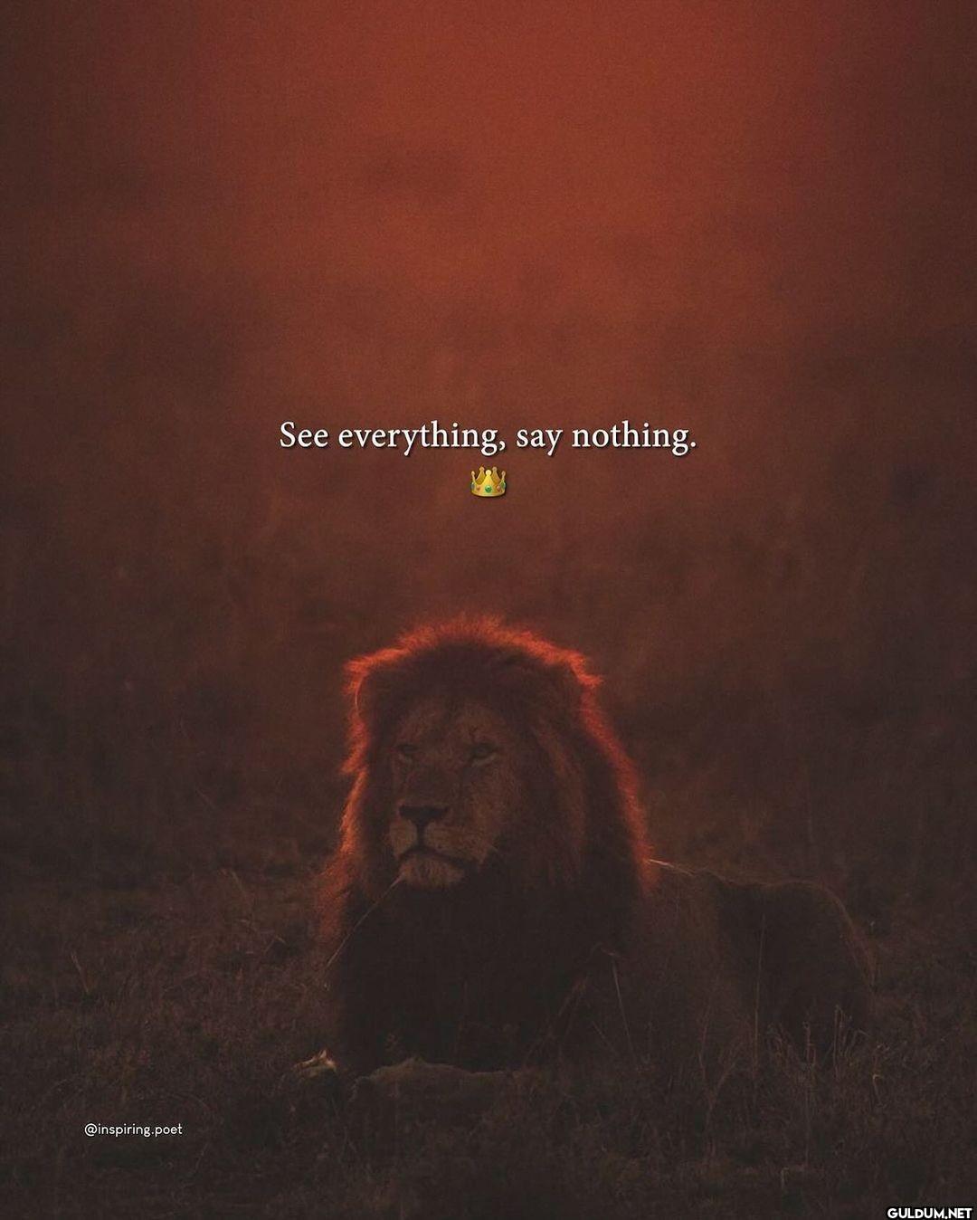 See everything, say nothing.