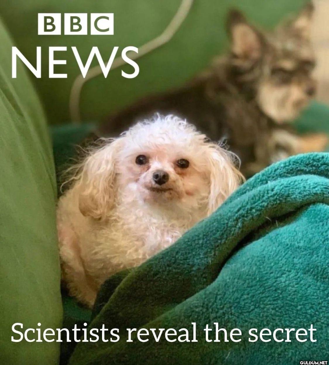 BBC NEWS Scientists reveal...